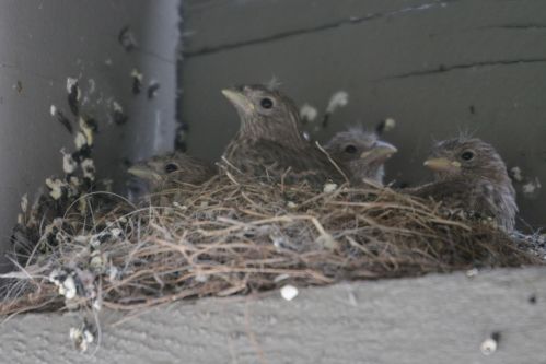 Sparrow Chicks